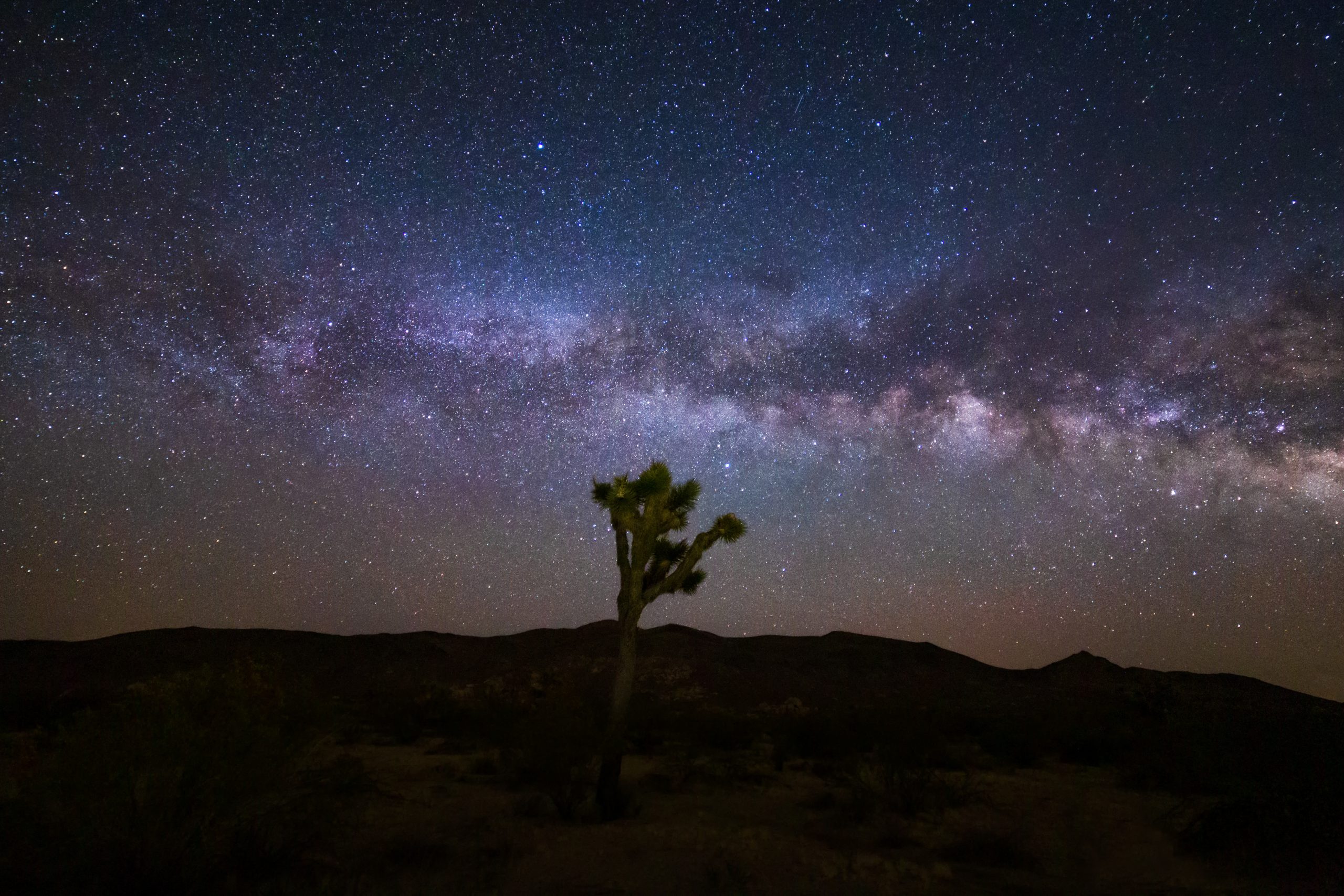 Bilde av Joshua Tree foran stjernehimmel