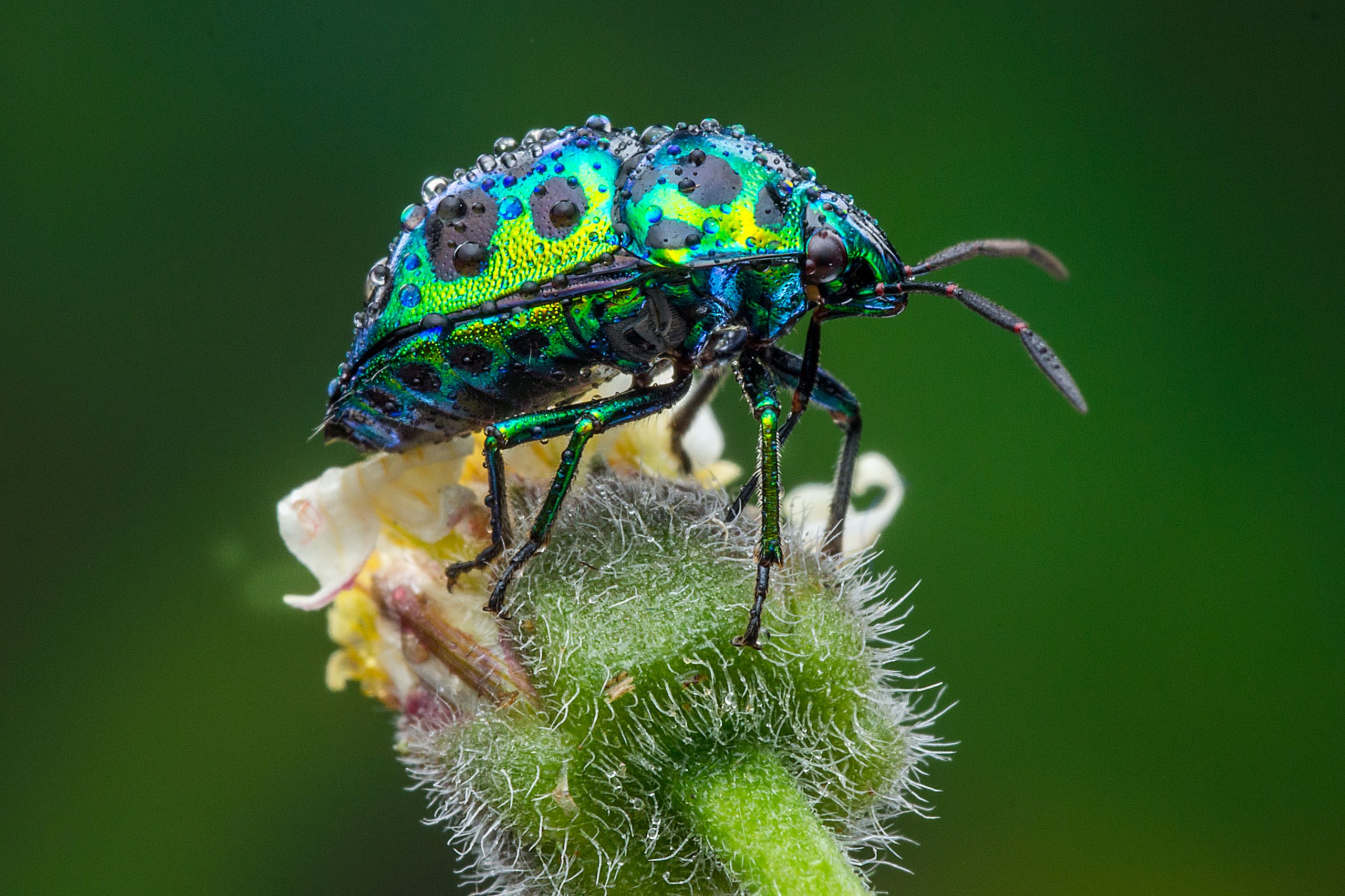 Bille sitter på blomst