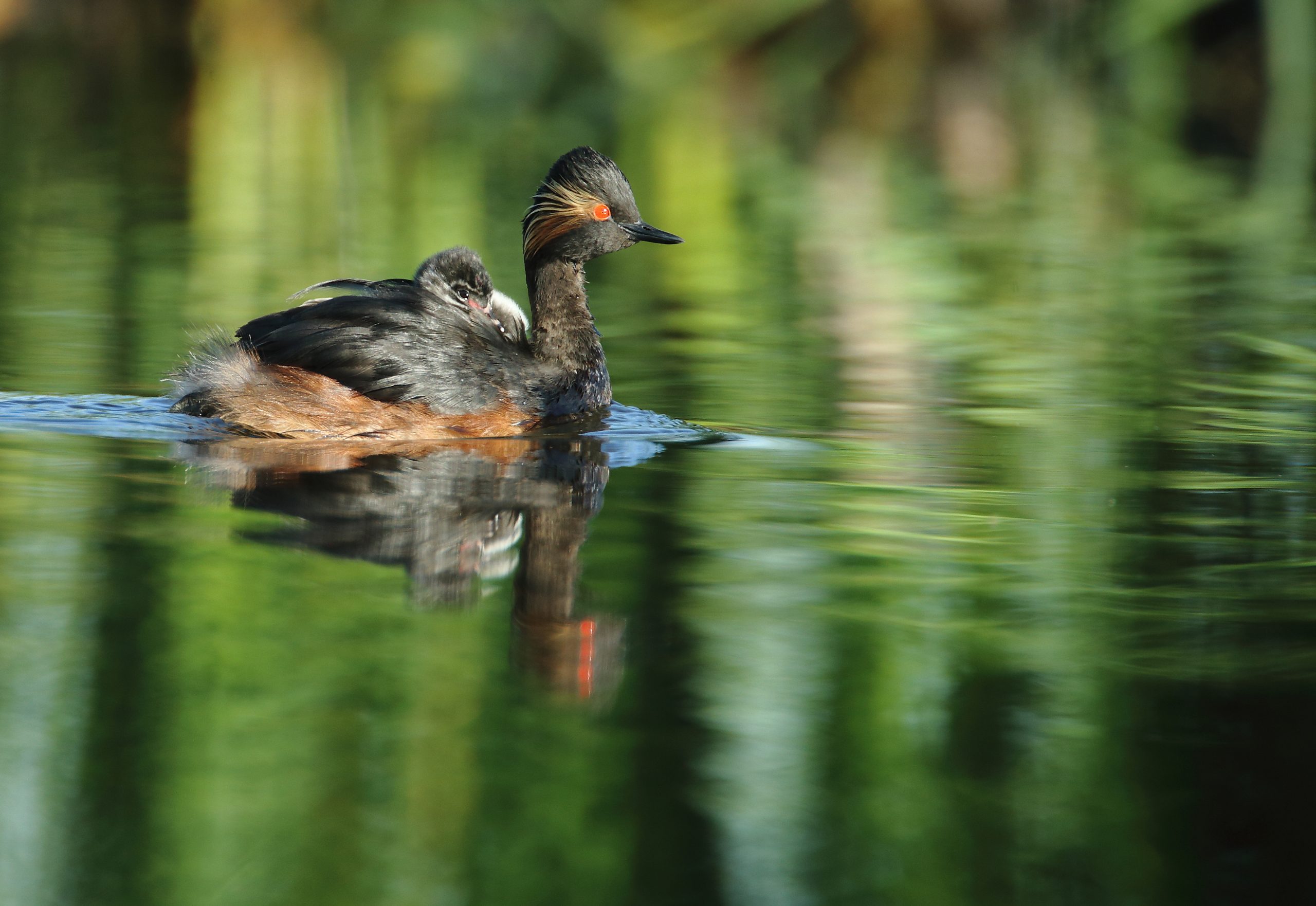 Svarthalsdykker med unge