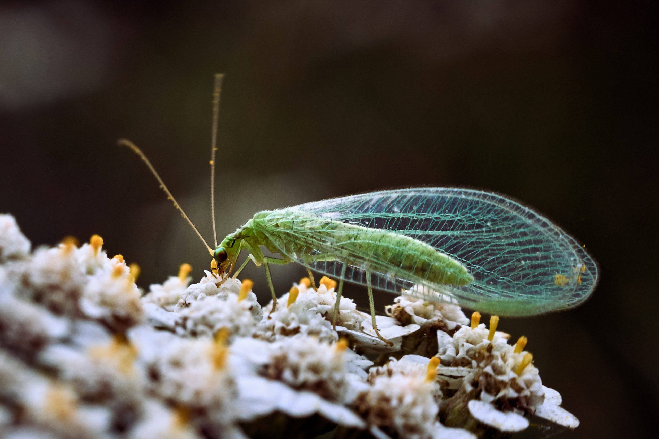 Makrobilde av vintergulløye