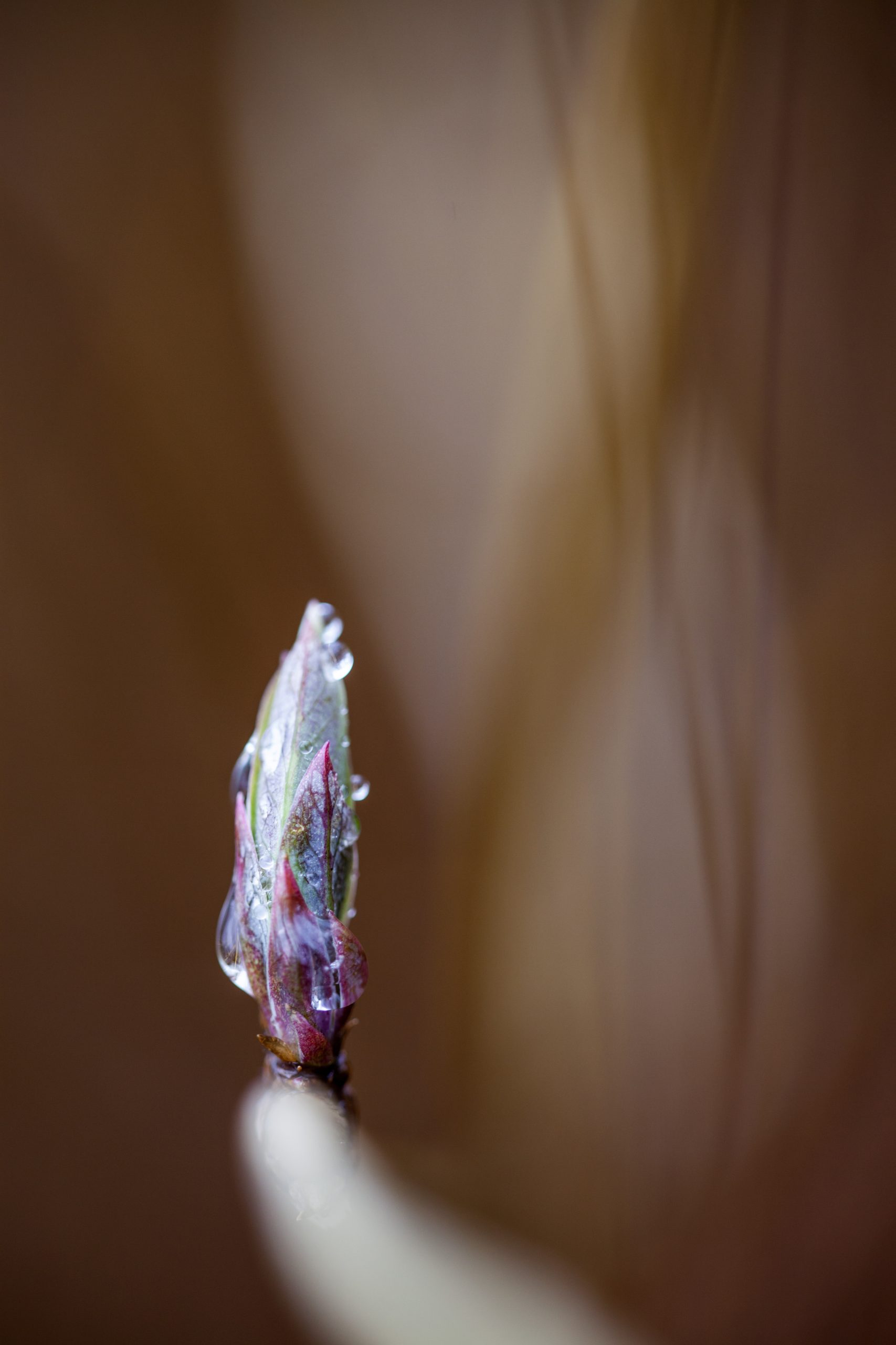 Makrobilde av knopp med duggdråper