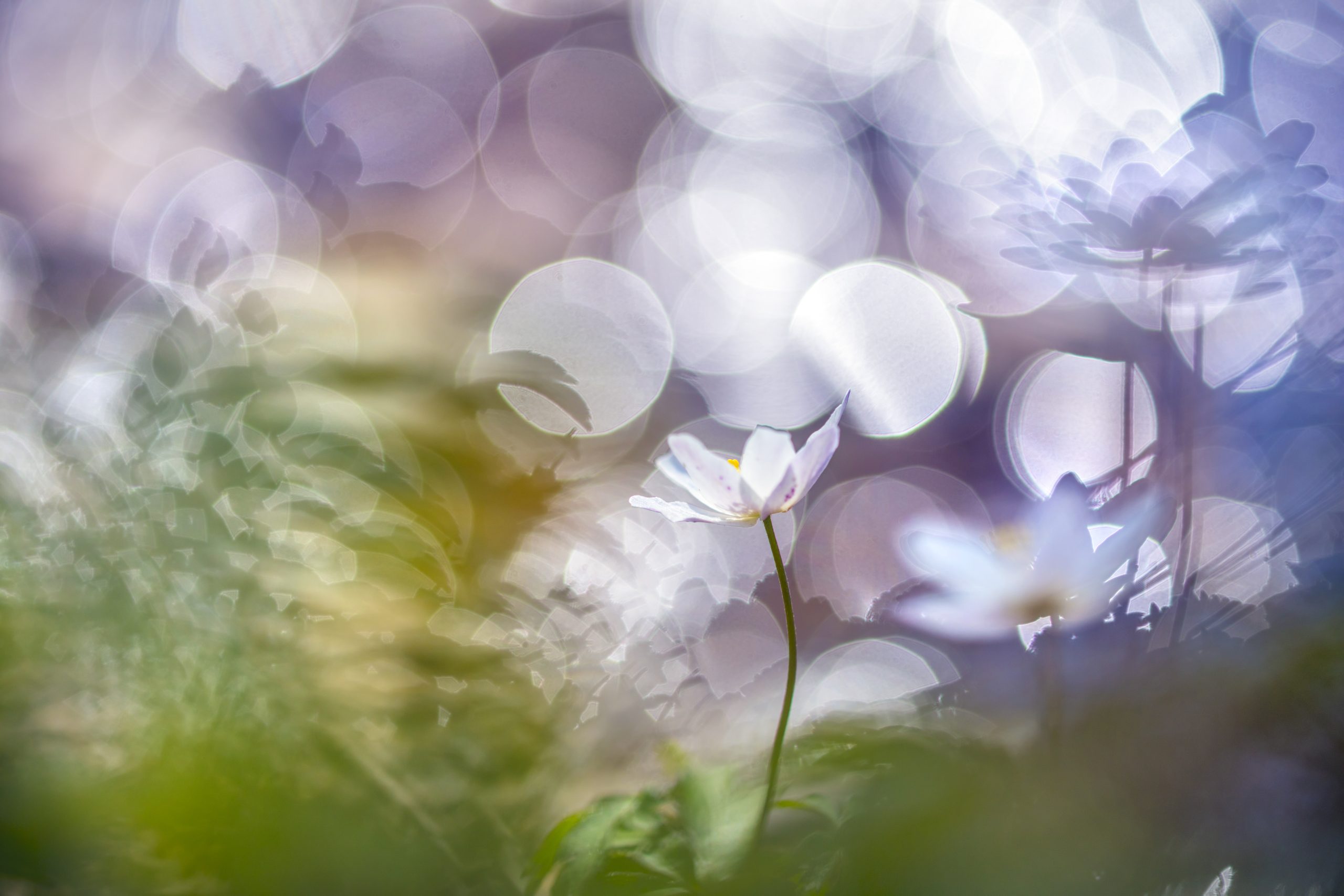 Makrofotografi av hvitveis og bokeh