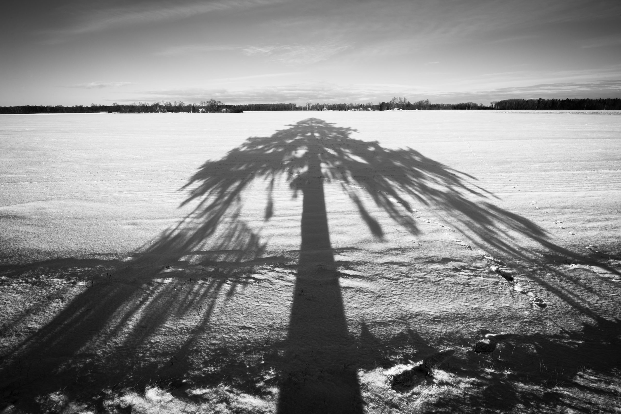 En skygge av et tre lav sol vinter