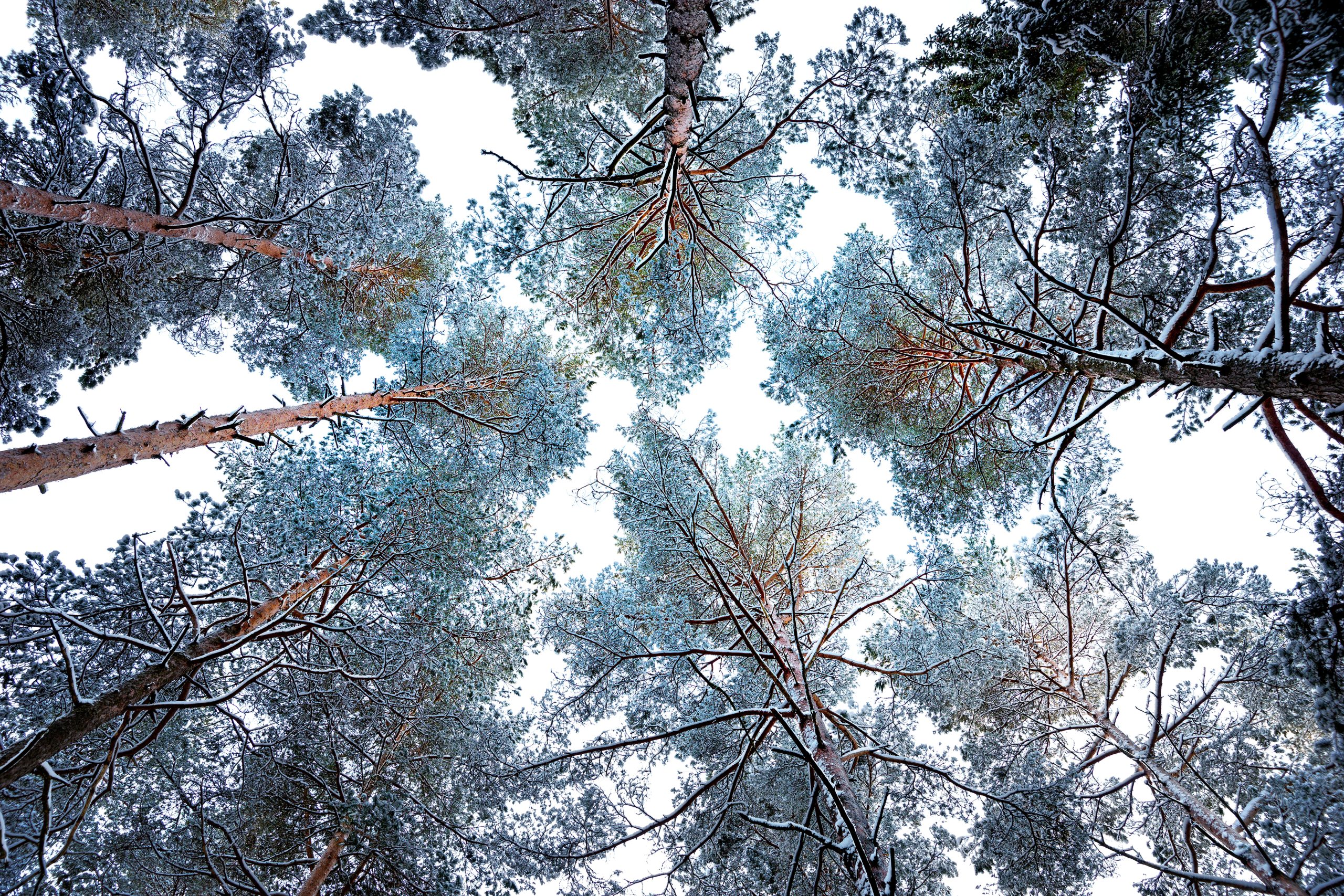 Tretopper med snø sett nedefra