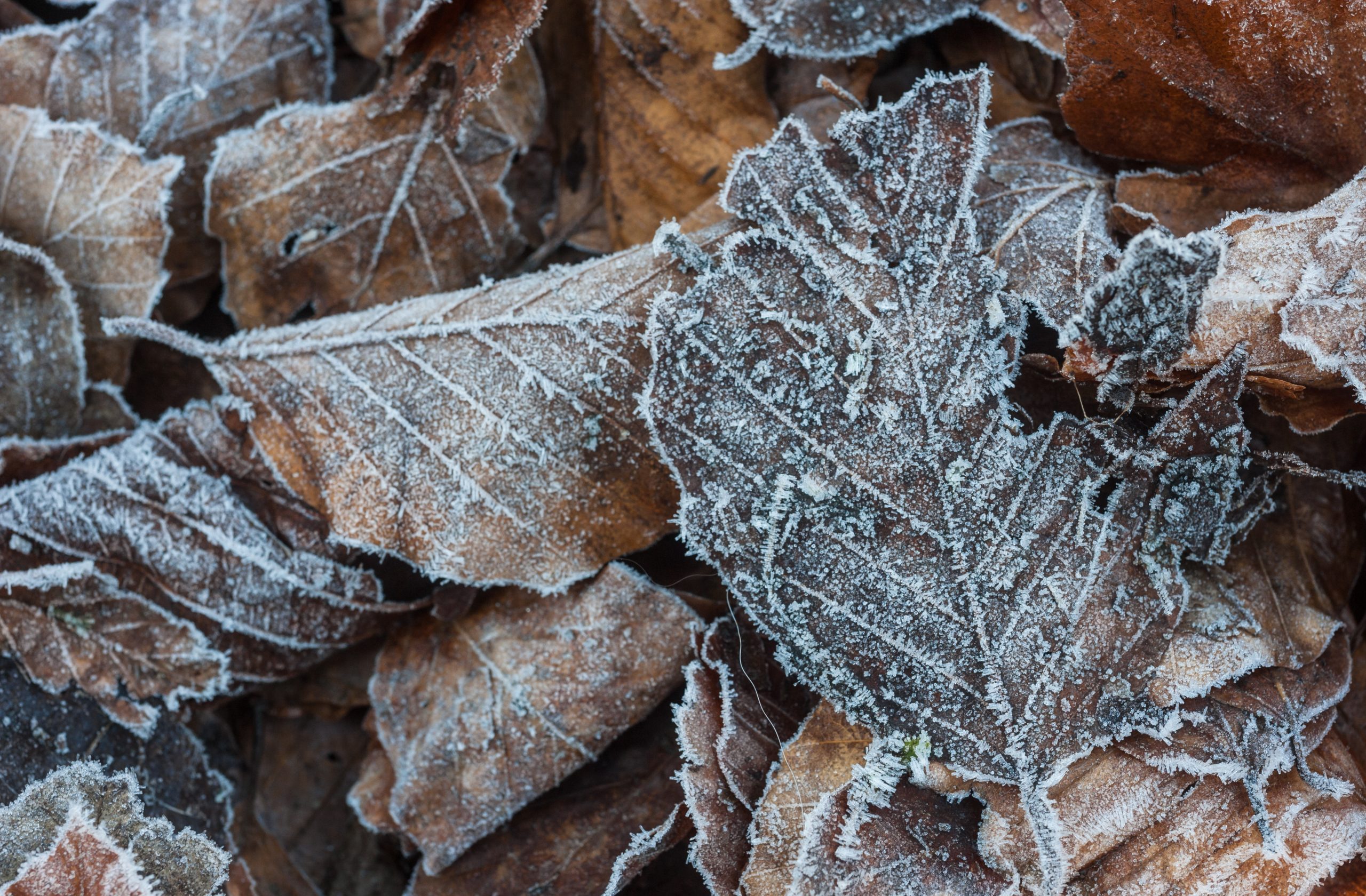 Rimfrost på löv på marken
