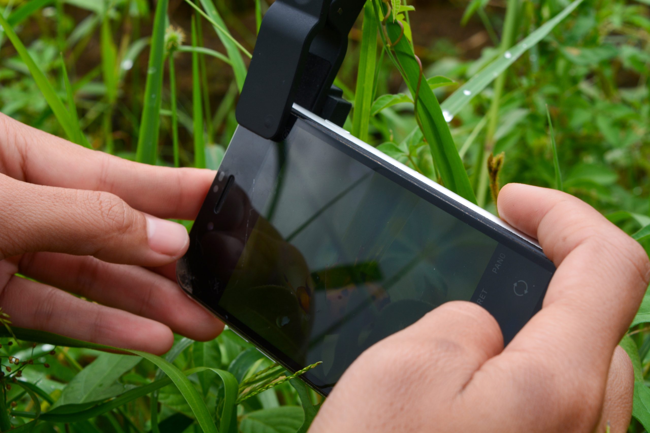 Nainen ottaa puhelimen kameralla lähikuvaa heinistä.