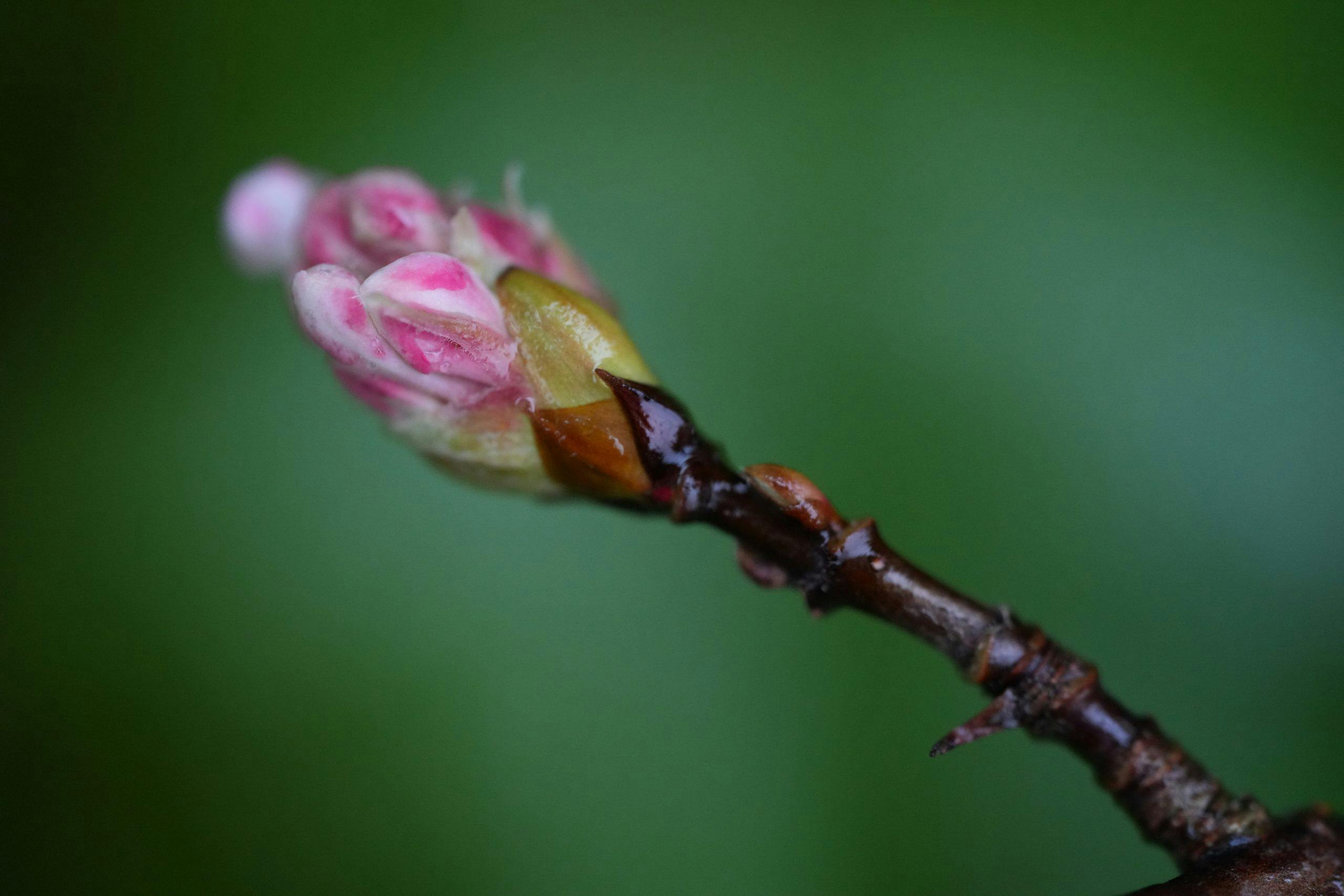 Tamron 90 mm F2.8 Di III Macro VXD | digital-foto.no