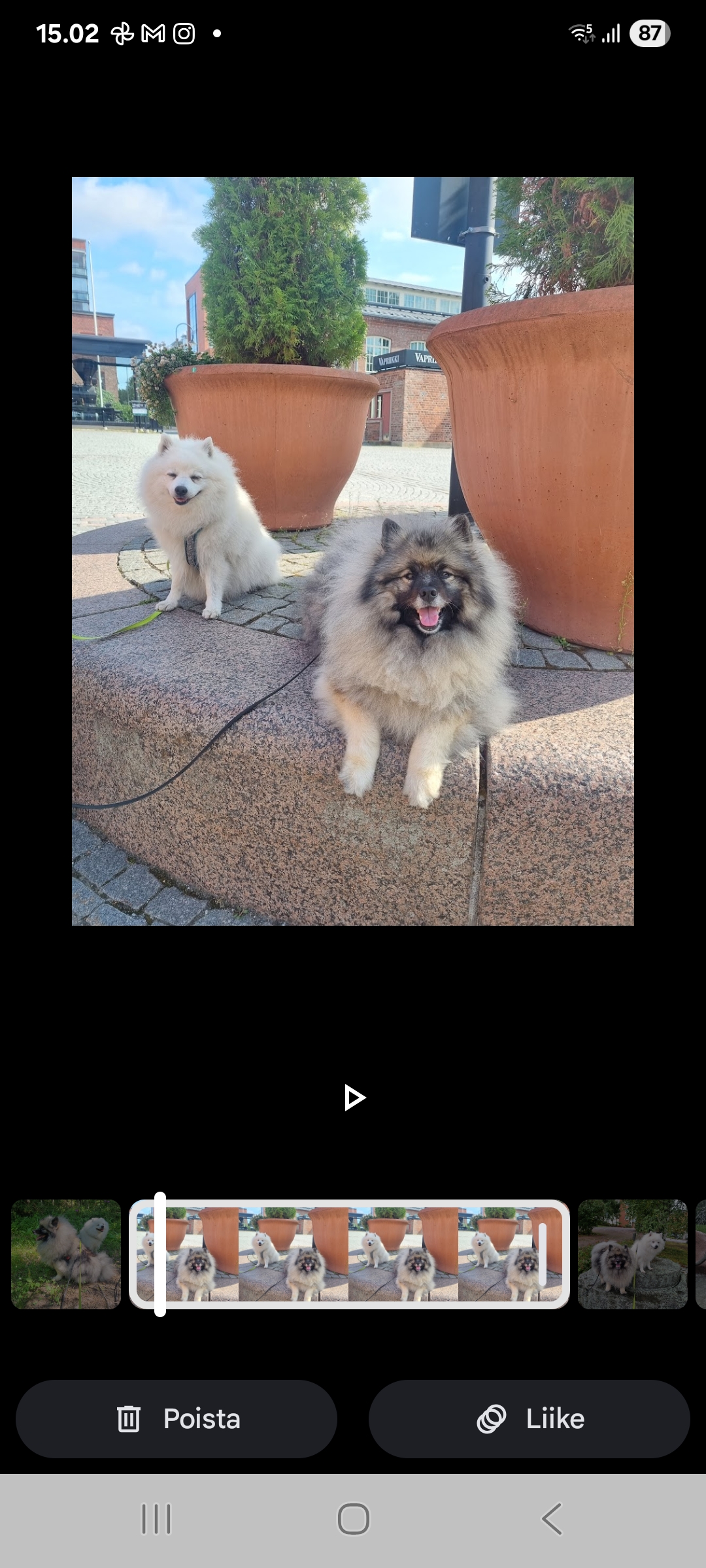 Japaninpystykorva ja keeshond.