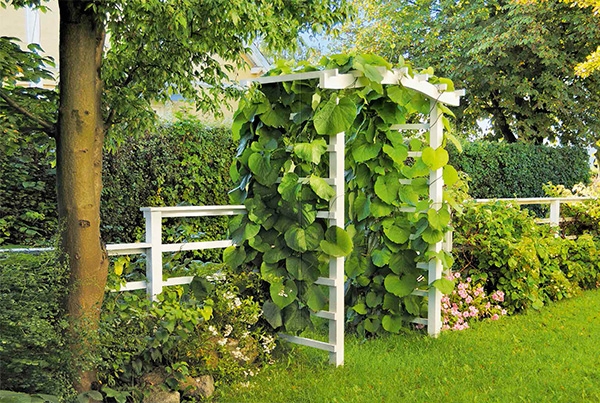 Espalier: grøn indgang til haven med portal