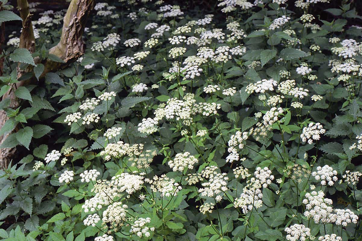 Vuohenputken hävittäminen tehokkaasti