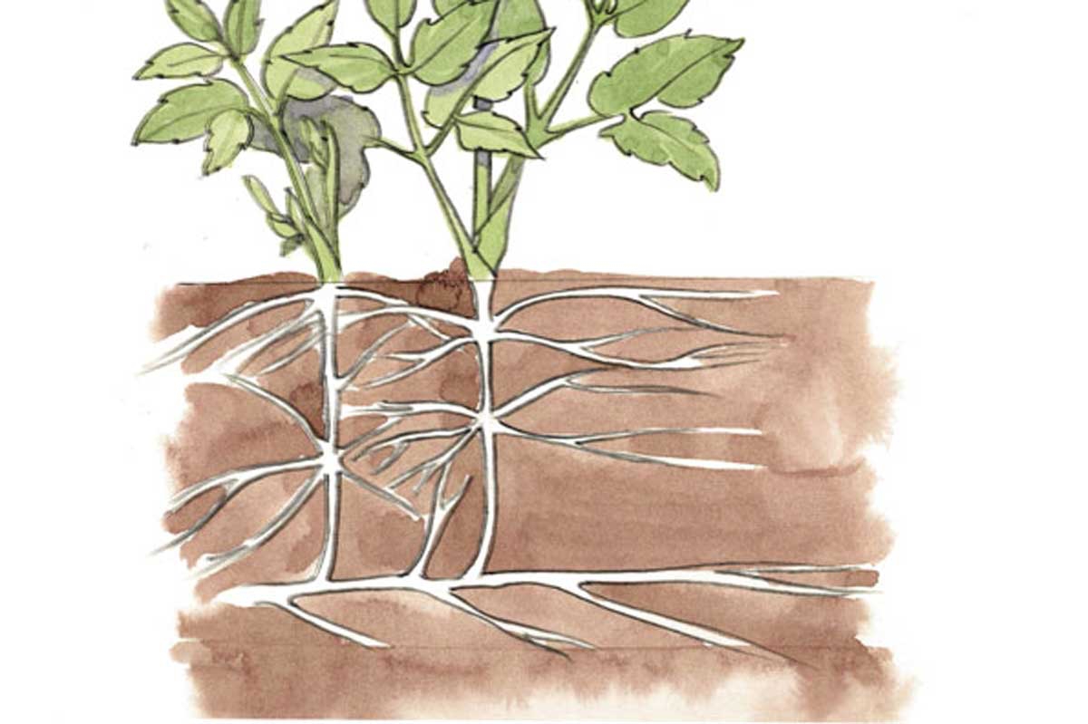 Skvallerkål røtter