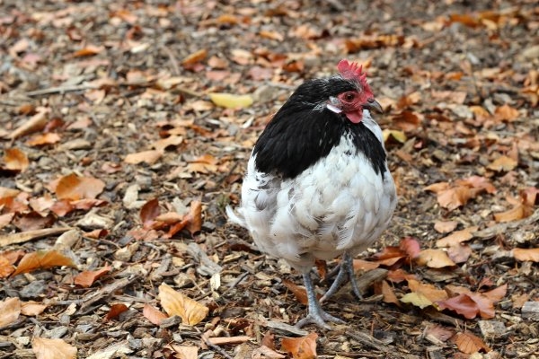 Nedfallna löv i hönsgården