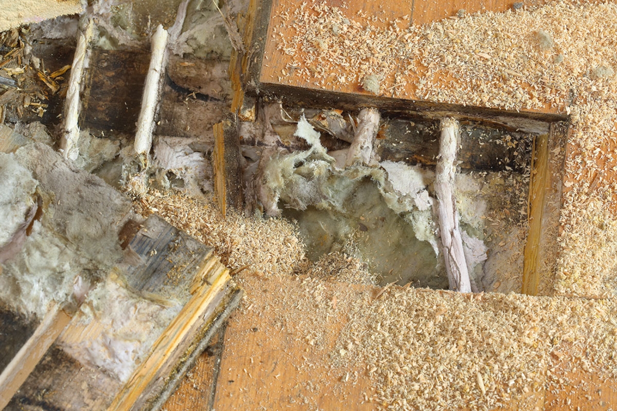 Ægte hussvamp i huset