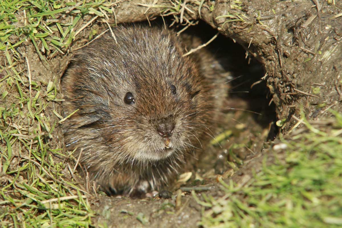 Slik kan du unngå vånd