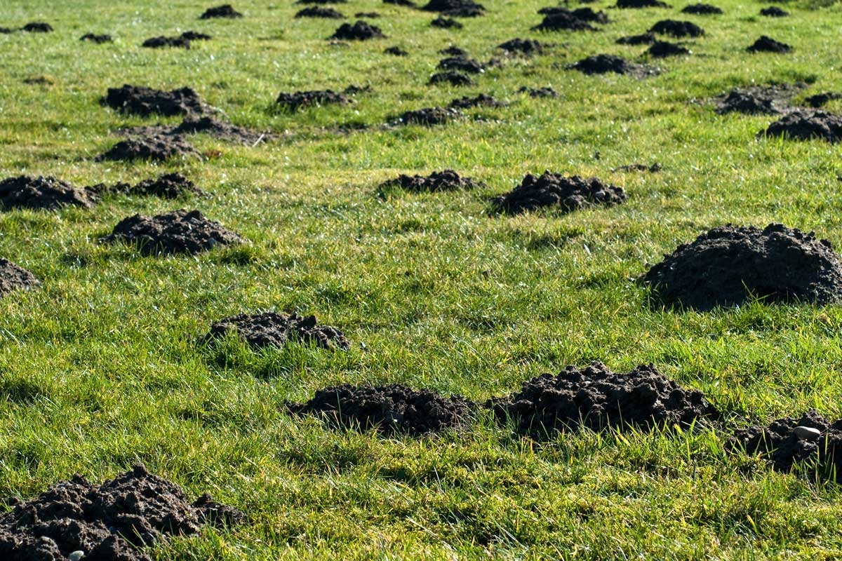 Mosegrise og muldvarpe i græsplænen: Slip af med mosegrise og muldvarpe i haven