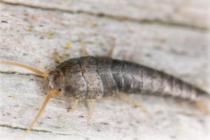 Sokeritoukka kylpyhuoneessa