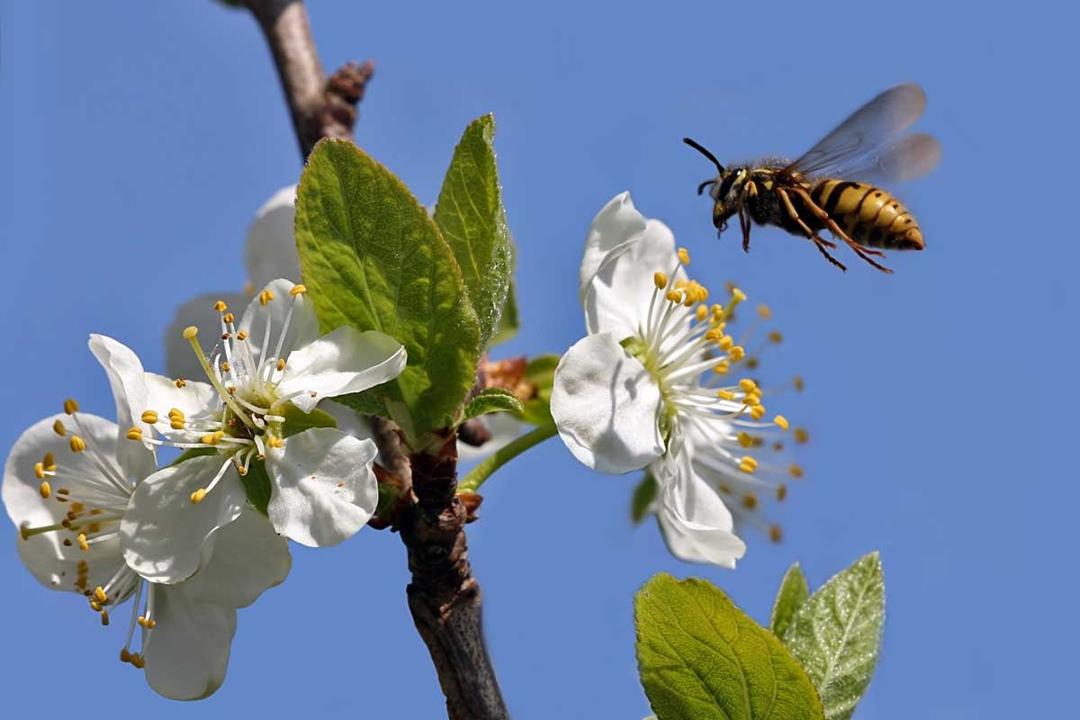 Bli av med getingar i trädgården