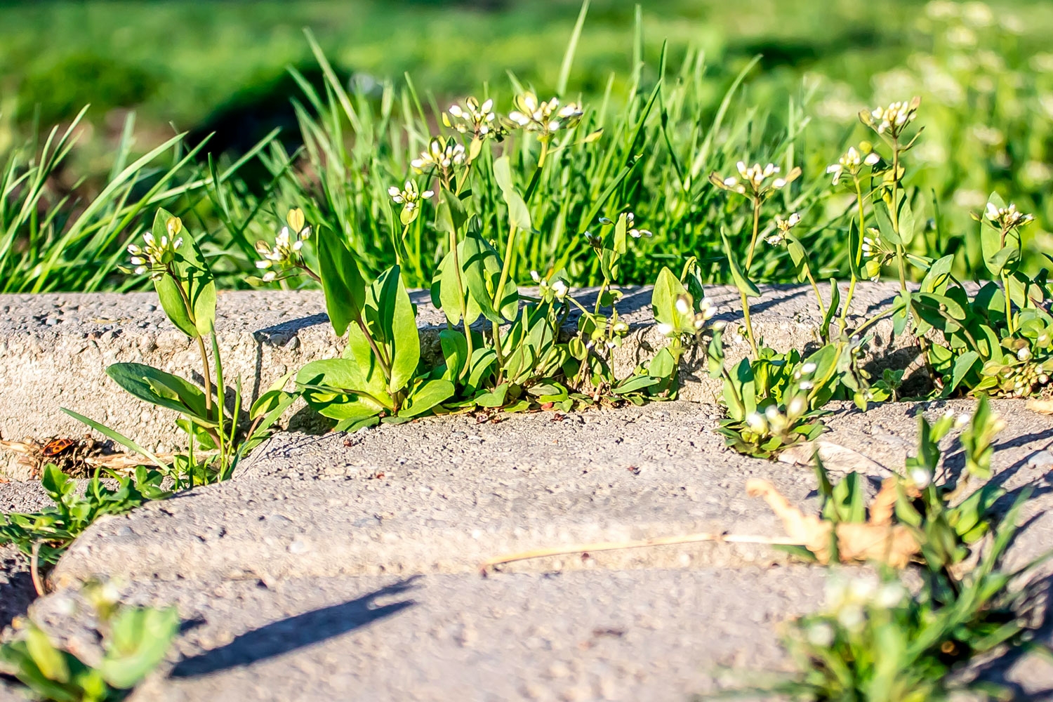 Aldrig mere ukrudt med det rigtige fugesand mellem fliser