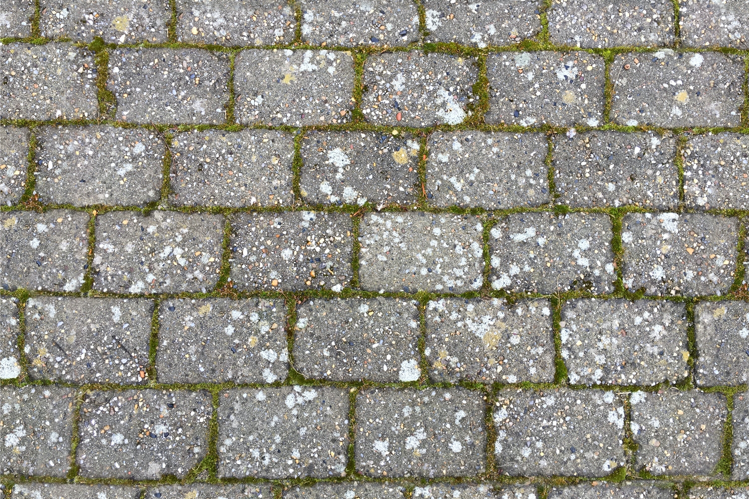 FLISEPEST: I krig mod flisepest