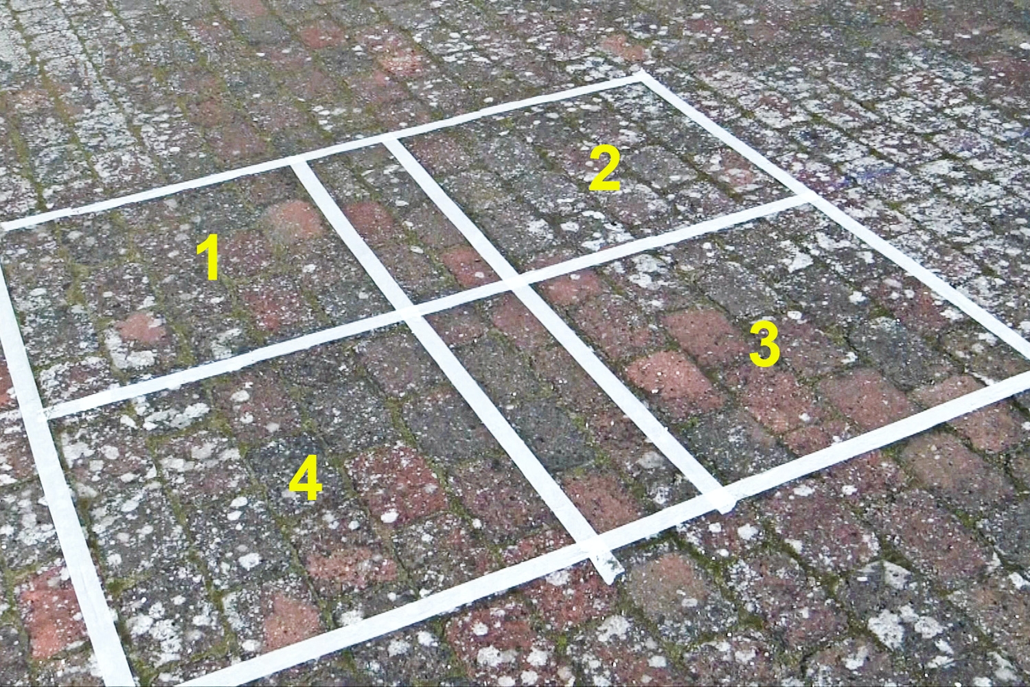 FLISEPEST: De fire felter med flisepest