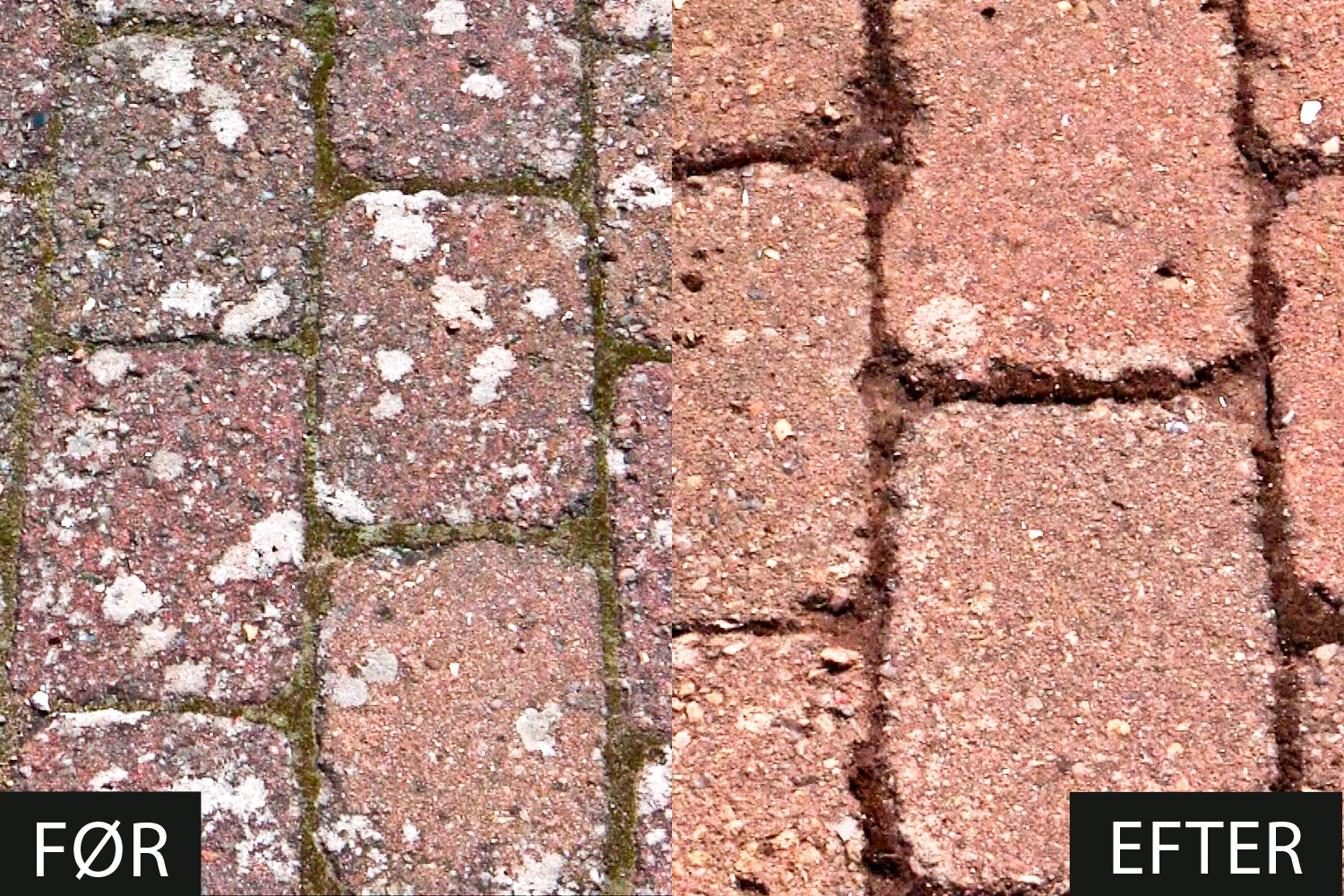 FLISEPEST: Fliserens er bedst mod flisepest!