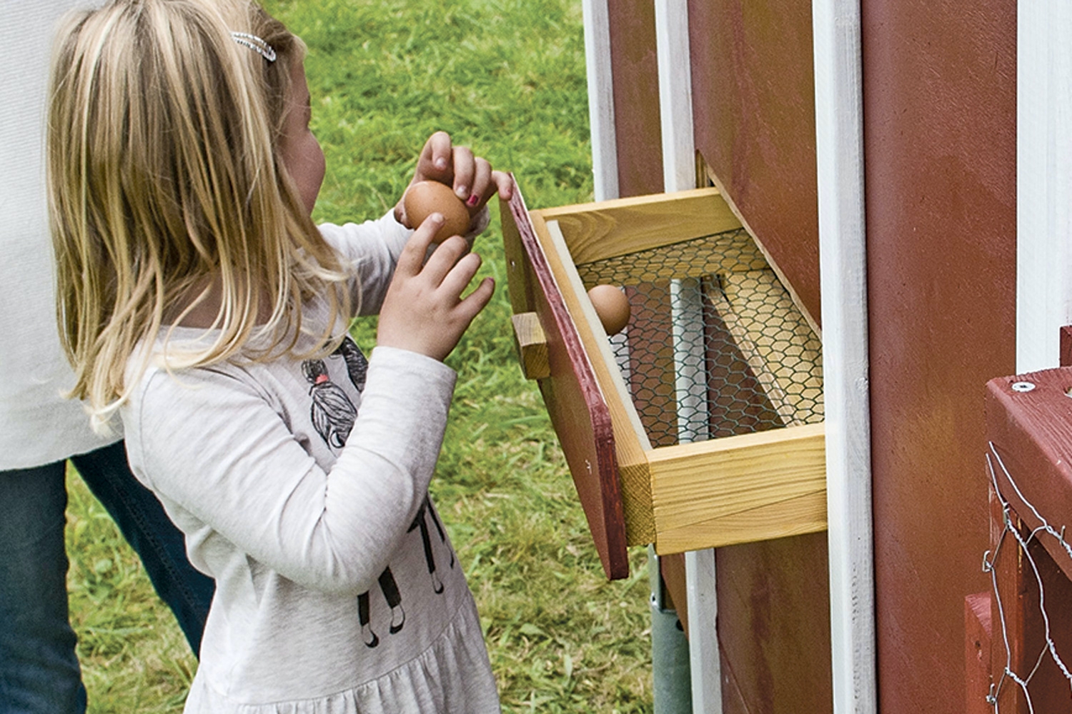 Hönshus: Samla in äggen utanför