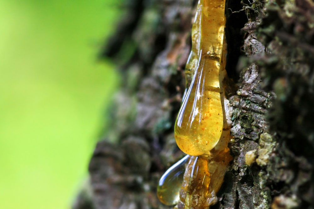 Pihkan poisto: Miten pihkan saa pois?