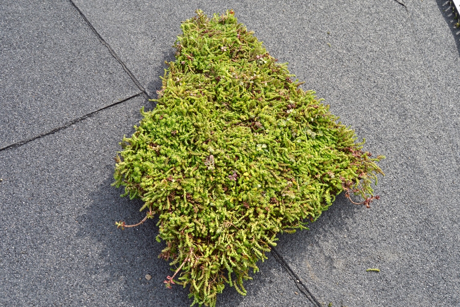 Sedumtak: Tilskjæring av sedumbrettene