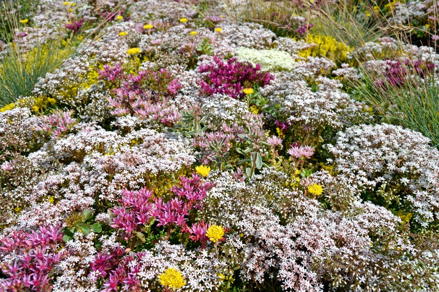 Forskjellige typer planter: Ville blomster