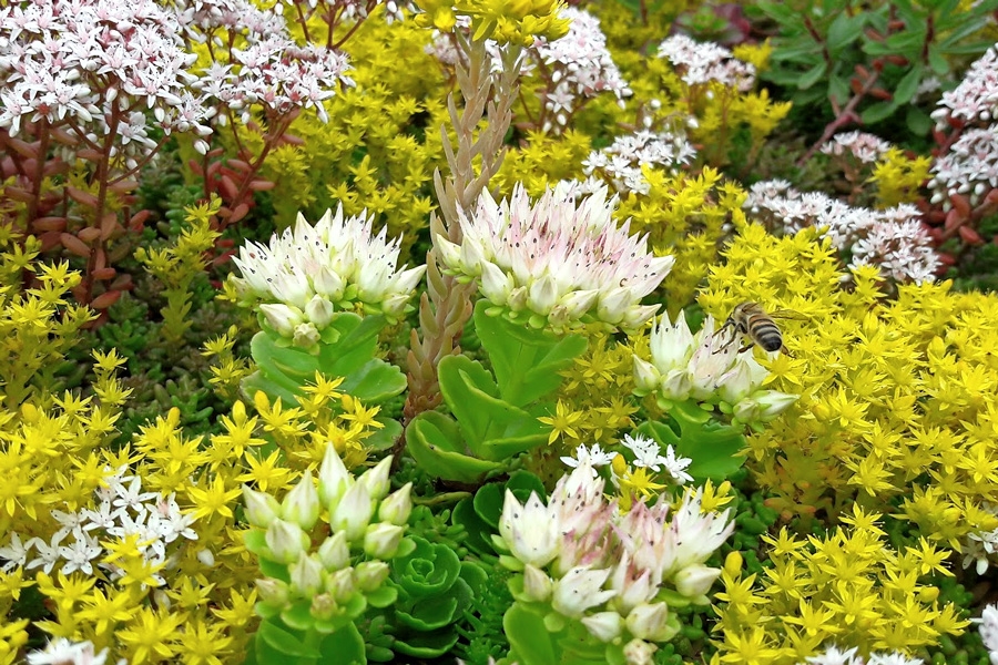 Forskjellige typer planter: Blomster som tiltrekker seg bier.