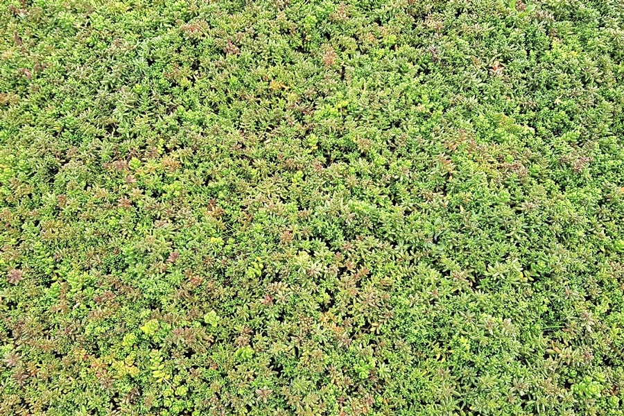 Typer av planteringar: EVERGREEN