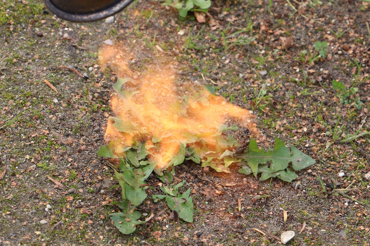 Ukrudtsbrænder: Sådan ser det ud, når du bruger din ukrudtsbrænder