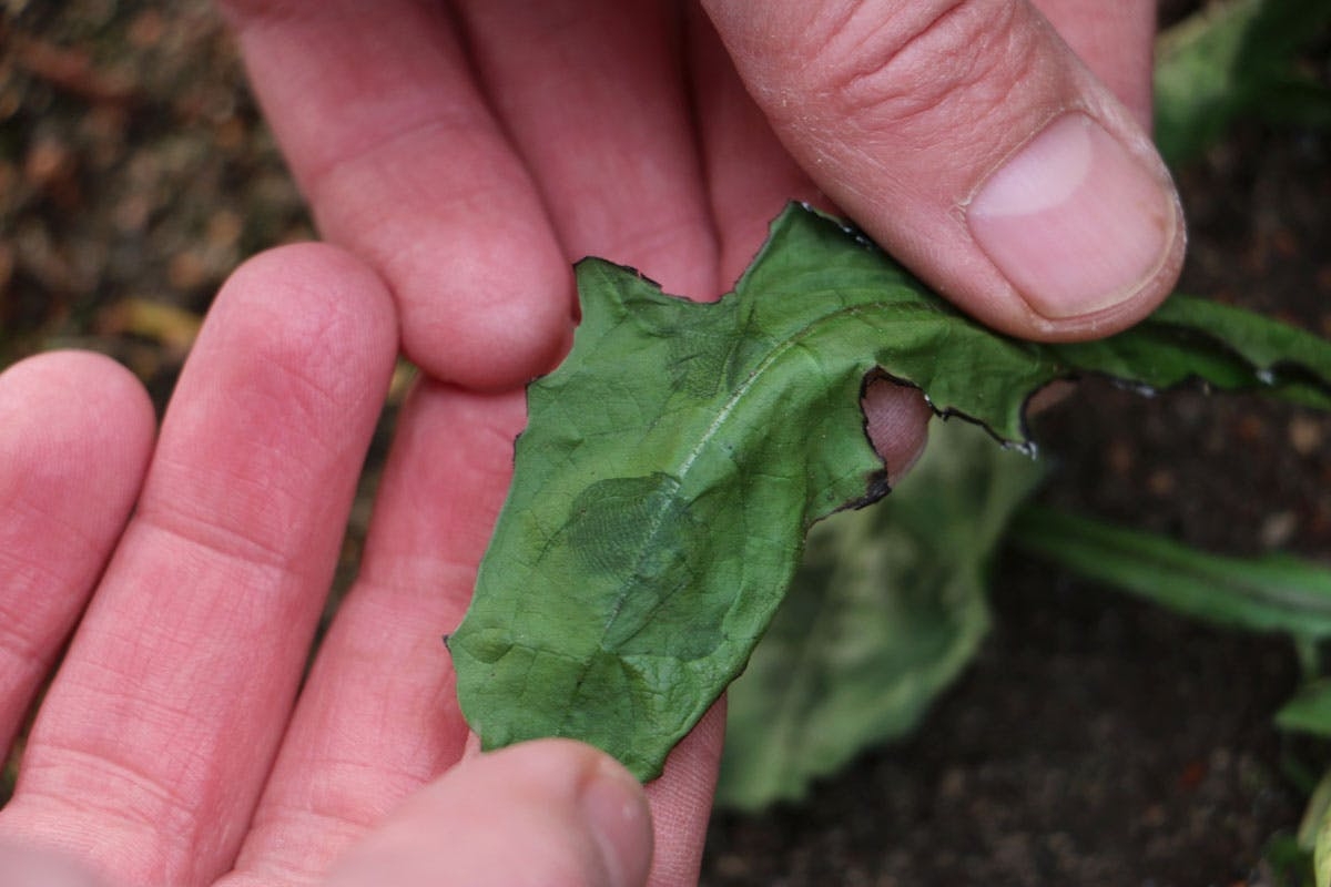 Ogräsbrännare: Kontrollera om din ogräsbrännare har skadat cellväggarna i bladen