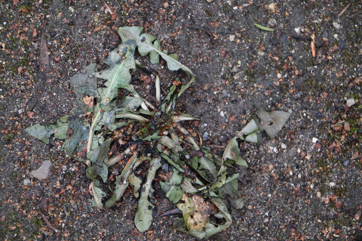 Ogräsbrännare: Dagen därpå