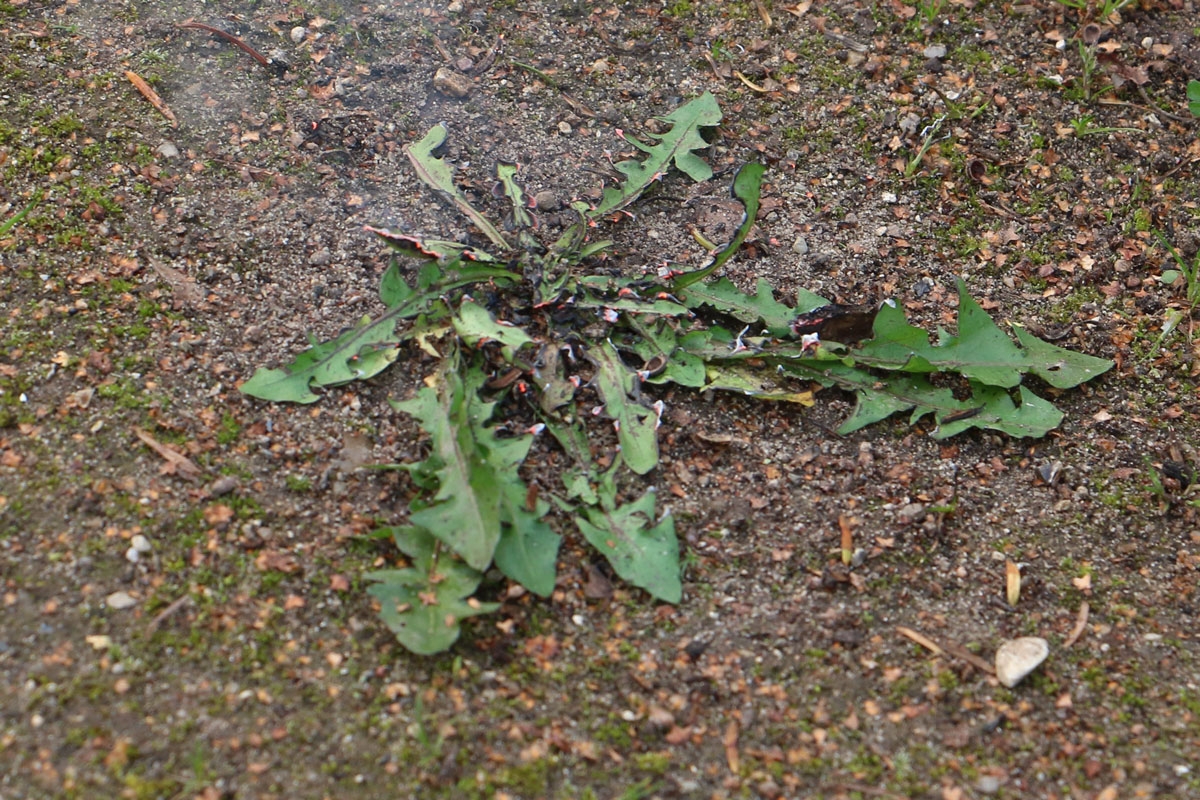 Rikkaruohopoltin: Liekityksen jälkeen