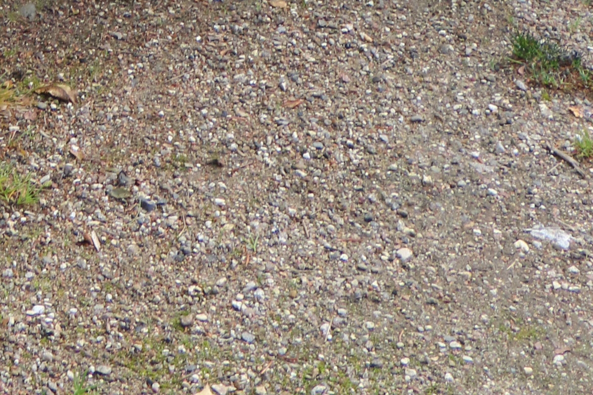 Rikkaruohopoltin: Viikon kuluttua