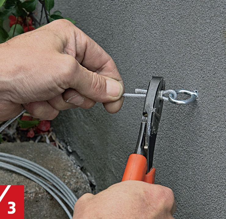 Espalier vegg: Feste espalier til vegg