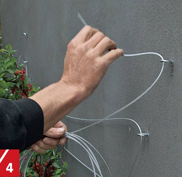 Espalier vegg: Feste espalier til vegg