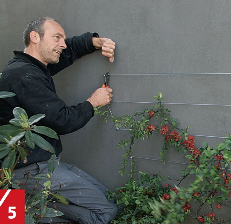 Espalier vegg: Feste espalier til vegg