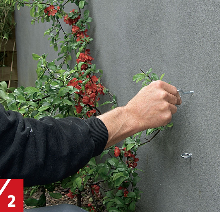 Hjemmelavet espalier på mur | Byg selv espalier | Wire espalier