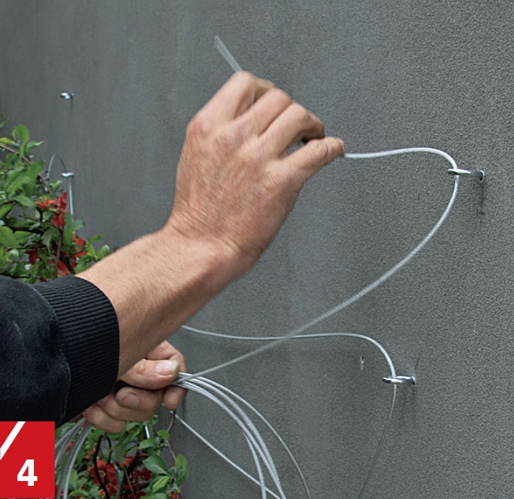 Hjemmelavet espalier på mur | Byg selv espalier | Wire espalier