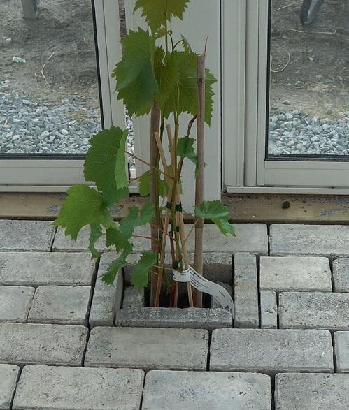 Bygga uterum: En fin liten detalj: vi gräver ner en kruka