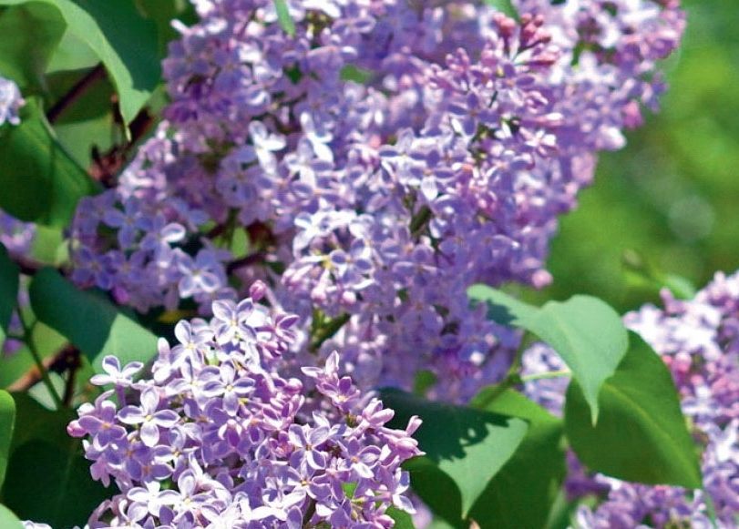 Klippe hæk hvornår