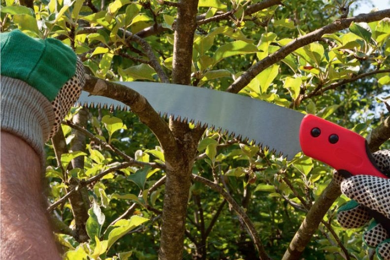 Sådan beskærer du træer og buske