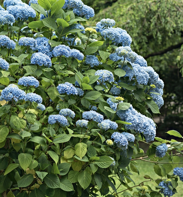 Beskæring af sommerfuglebusk med succes