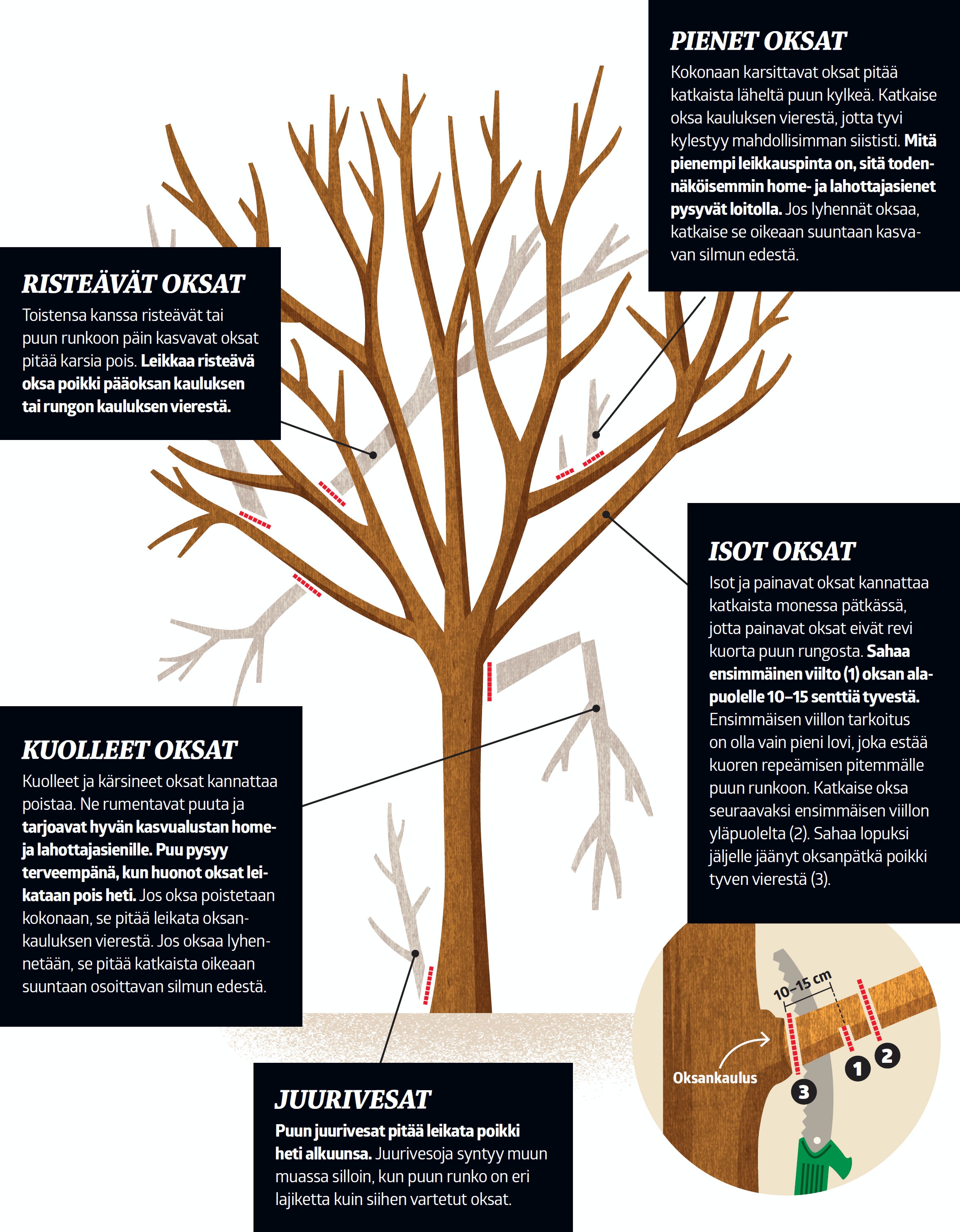 Näin leikkaat puut ja pensaat