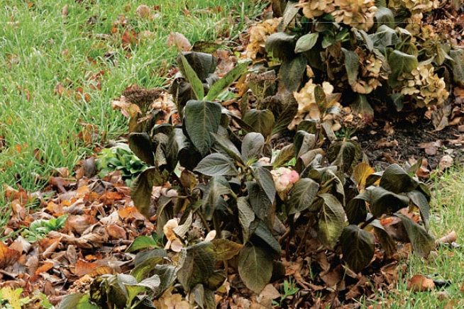 Nurmenhoitajan neljä syyskikkaa