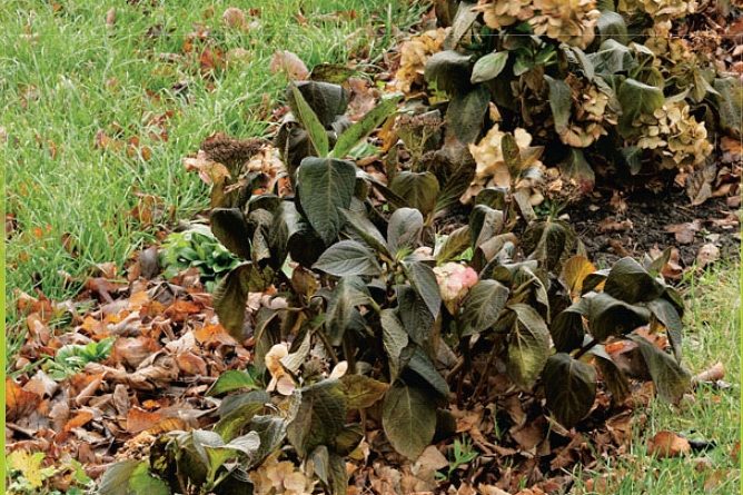 Frisk gressplen til neste sommer