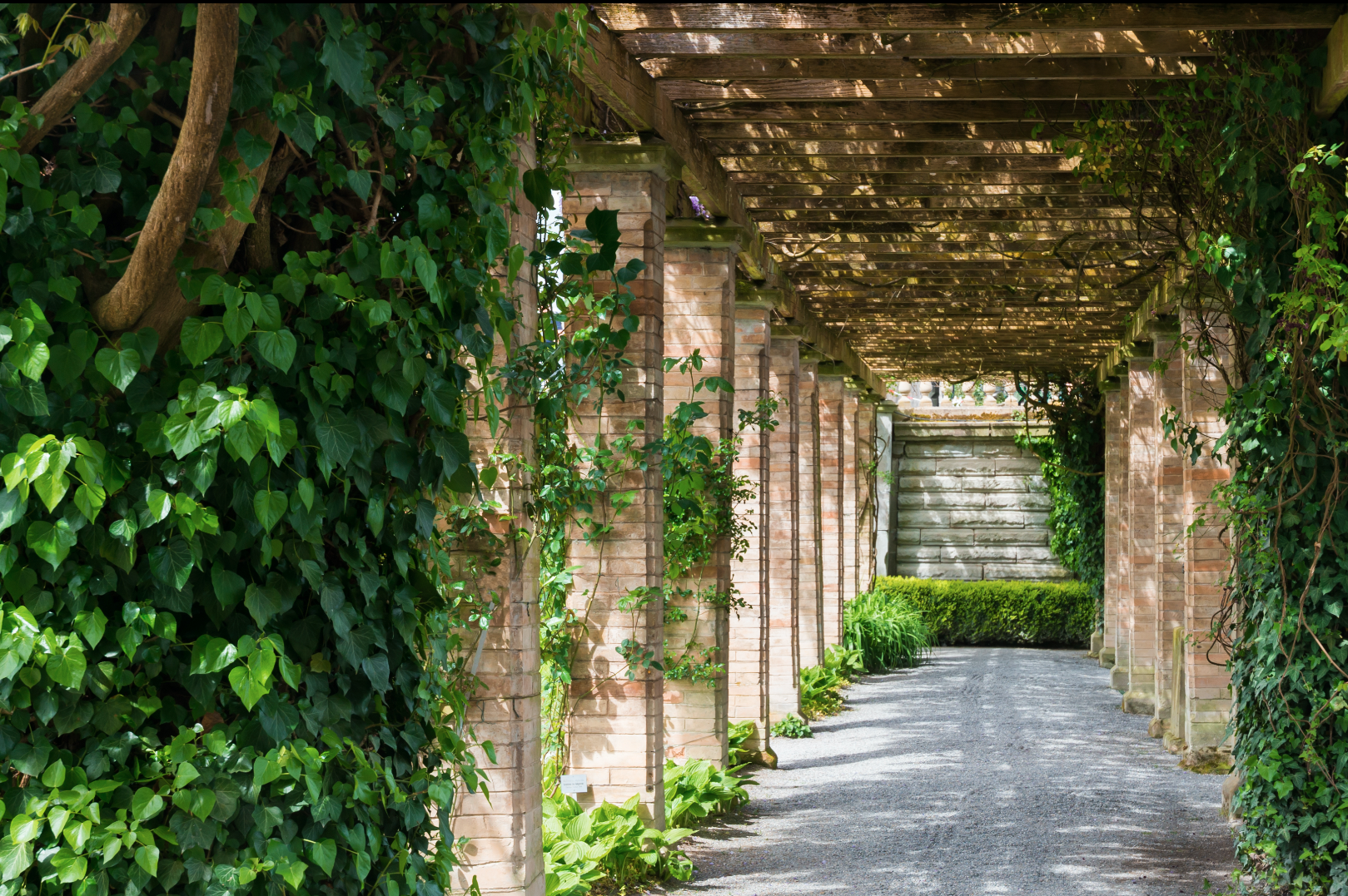 Eføy skaper en naturlig buegang i en frodig hage