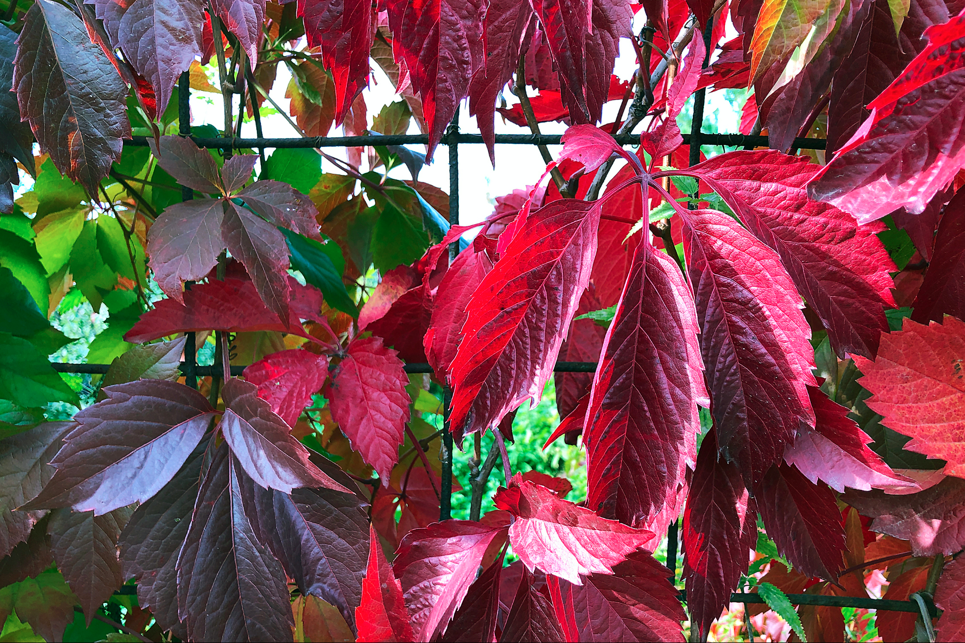 Klatrevillvin på et metallrammeverk